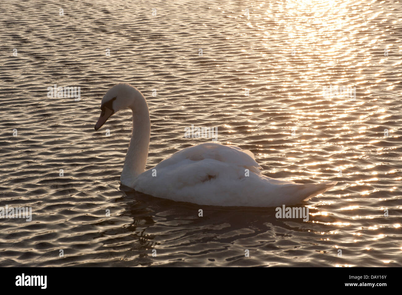 Grazioso cigni bianchi su acqua al tramonto con golden sun Foto Stock