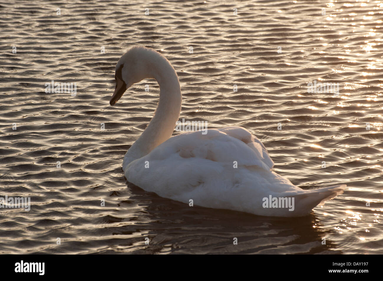 Grazioso cigni bianchi su acqua al tramonto golden sun cygnet ombra Foto Stock