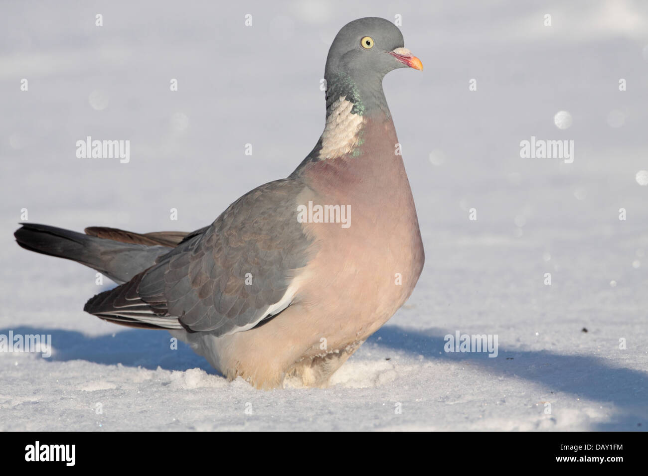 Comune di adulti il colombaccio Columba palumbus Foto Stock