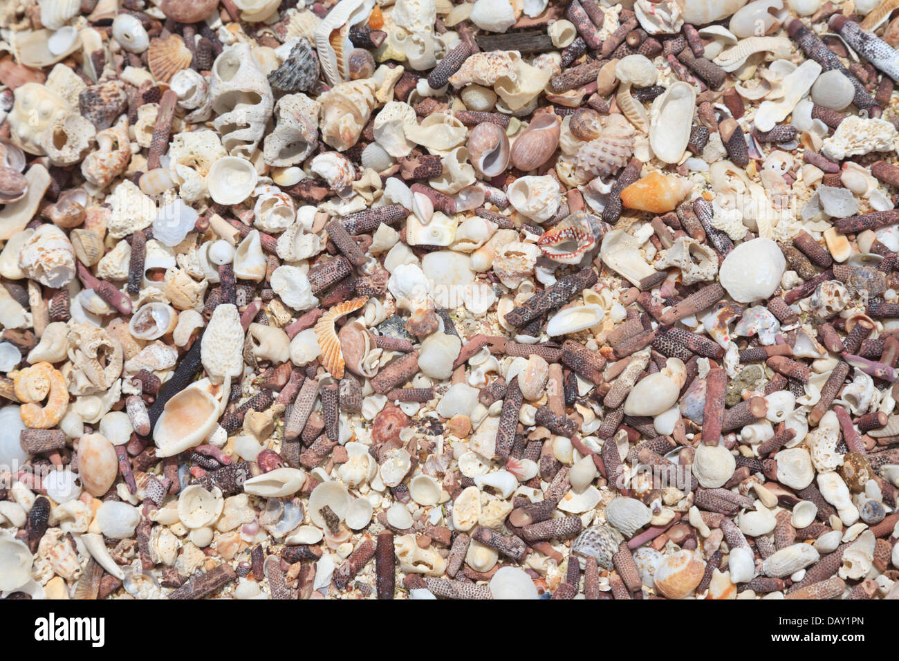 Corallo morto e mare i gusci formanti una spiaggia, Puerto Grande, San Cristobal Island, Isole Galapagos, Ecuador Foto Stock