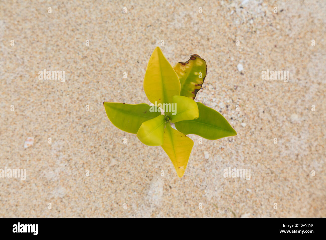 Unico Impianto di mangrovie in crescita sulla spiaggia, Puerto Grande, San Cristobal Island, Isole Galapagos, Ecuador Foto Stock