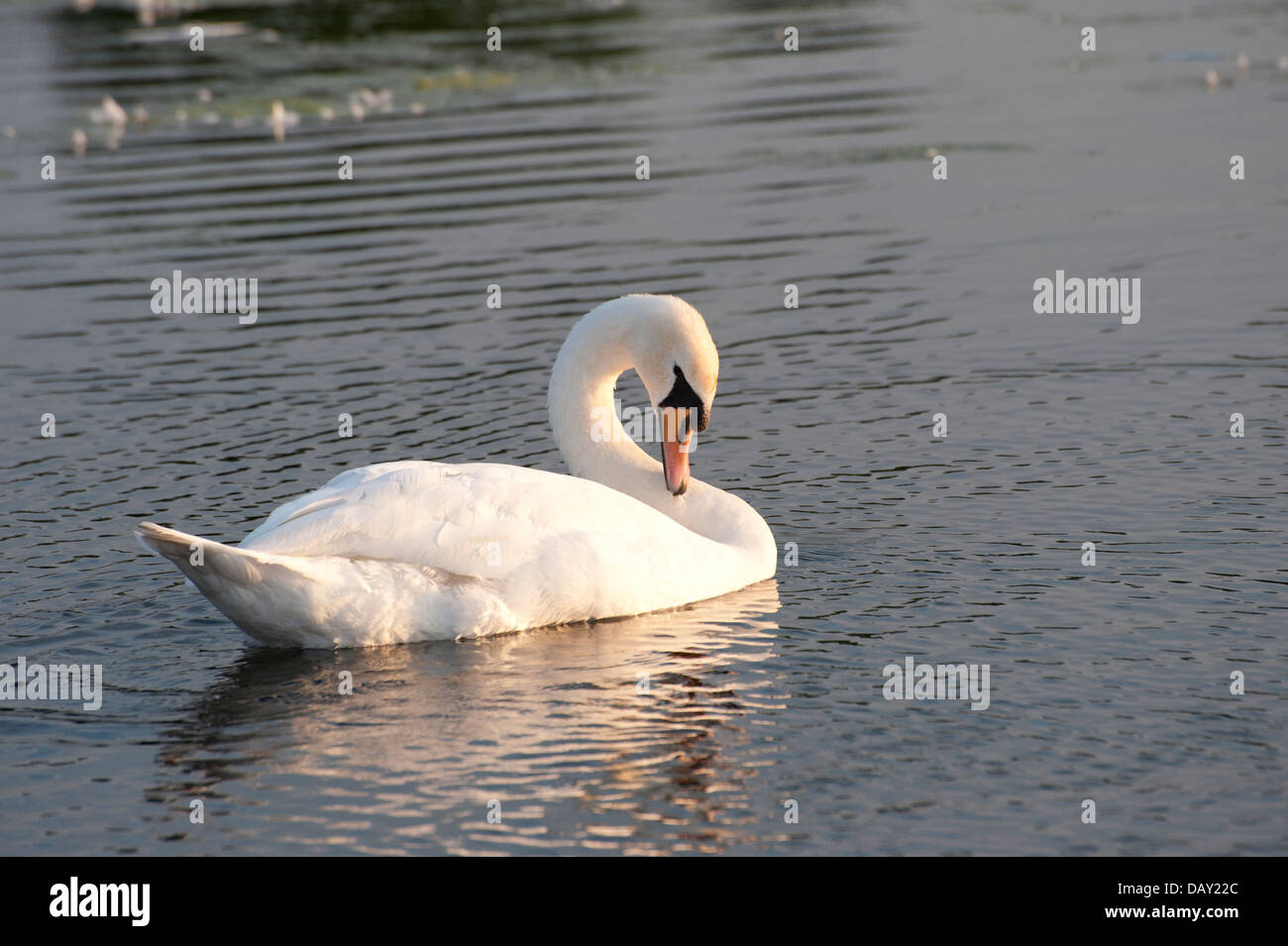 Grazioso cigno bianco su acqua al tramonto e durante il giorno con luce tenue su lone swan Foto Stock