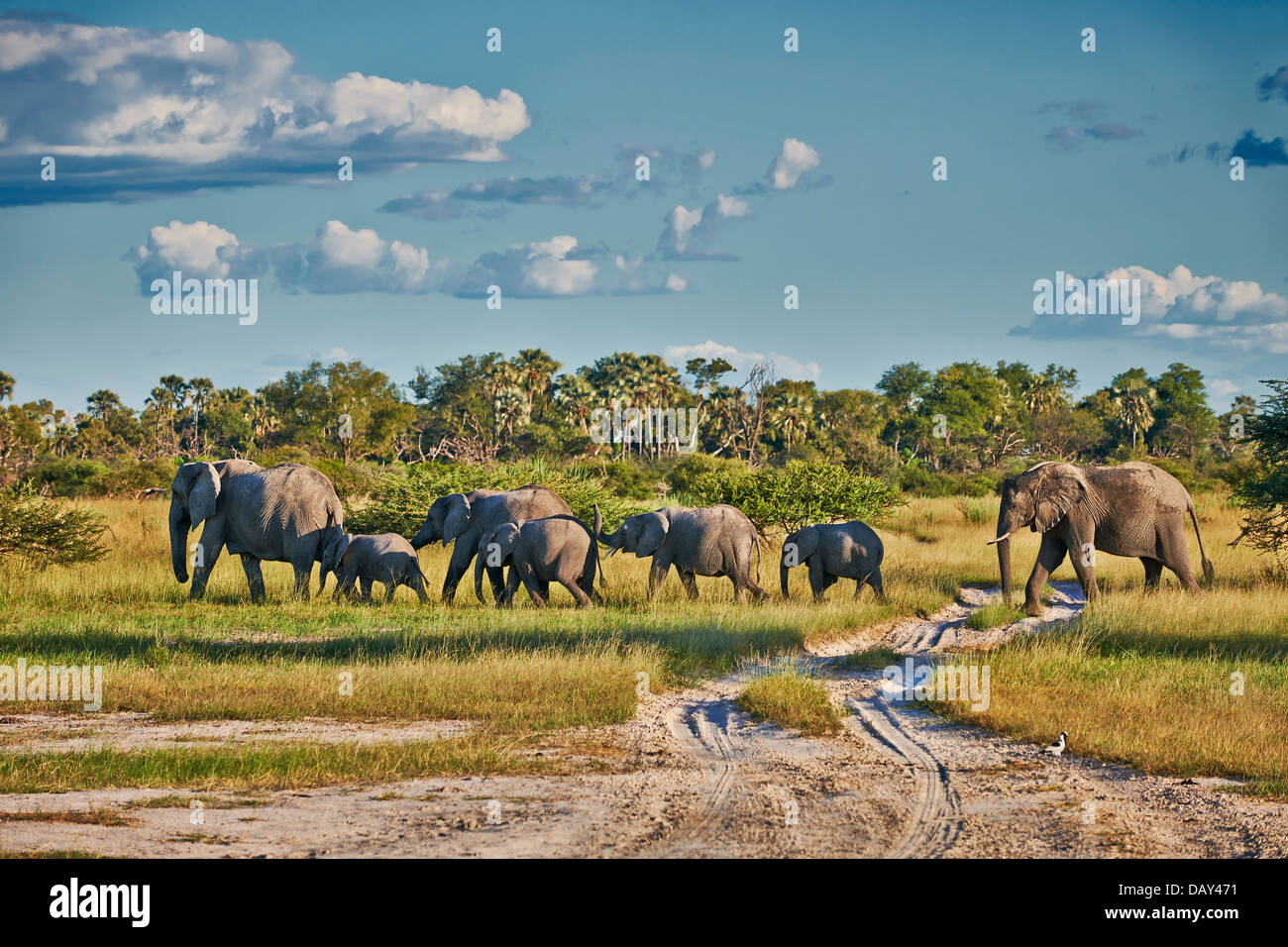 Allevamento di bush africano Elefante africano (Loxodonta africana), Chitabe, Okavango Delta, Botswana, Africa Foto Stock