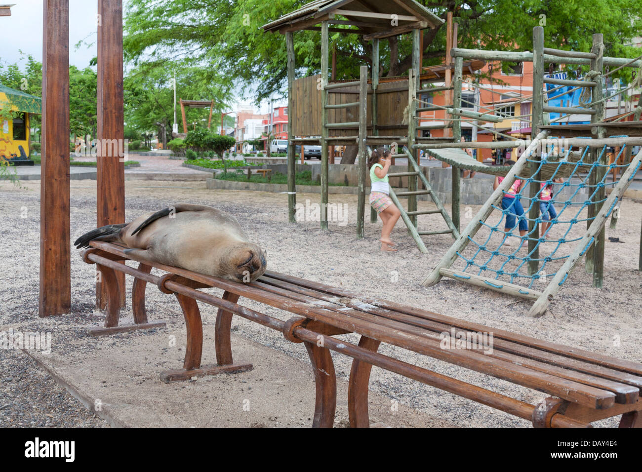 Sea Lion dormire sul banco, Puerto Baquerizo Moreno, San Cristobal Island, Isole Galapagos, Ecuador Foto Stock