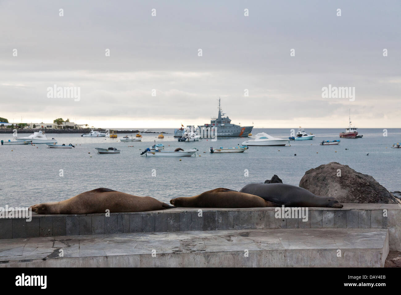 Sea Lion dormendo, Puerto Baquerizo Moreno, San Cristobal Island, Isole Galapagos, Ecuador Foto Stock
