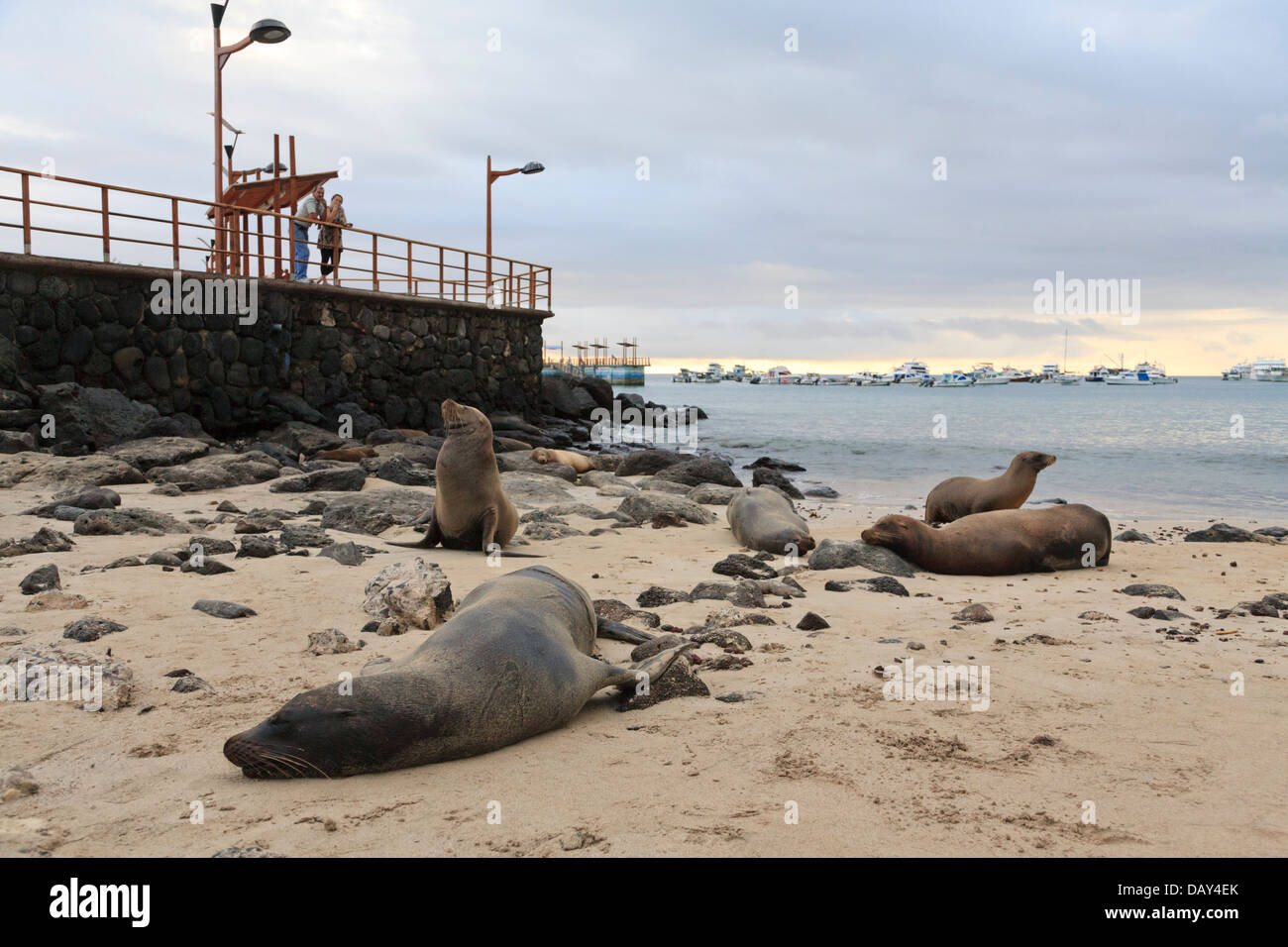 Sea Lion dormendo, Puerto Baquerizo Moreno, San Cristobal Island, Isole Galapagos, Ecuador Foto Stock