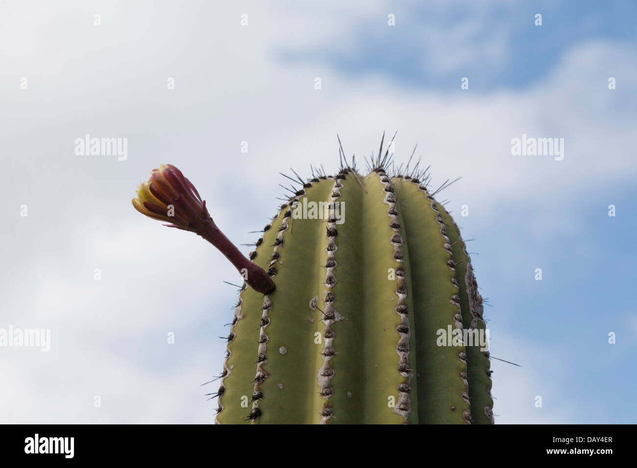 Cactus con fiore, San Cristobal Island, Isole Galapagos, Ecuador Foto Stock