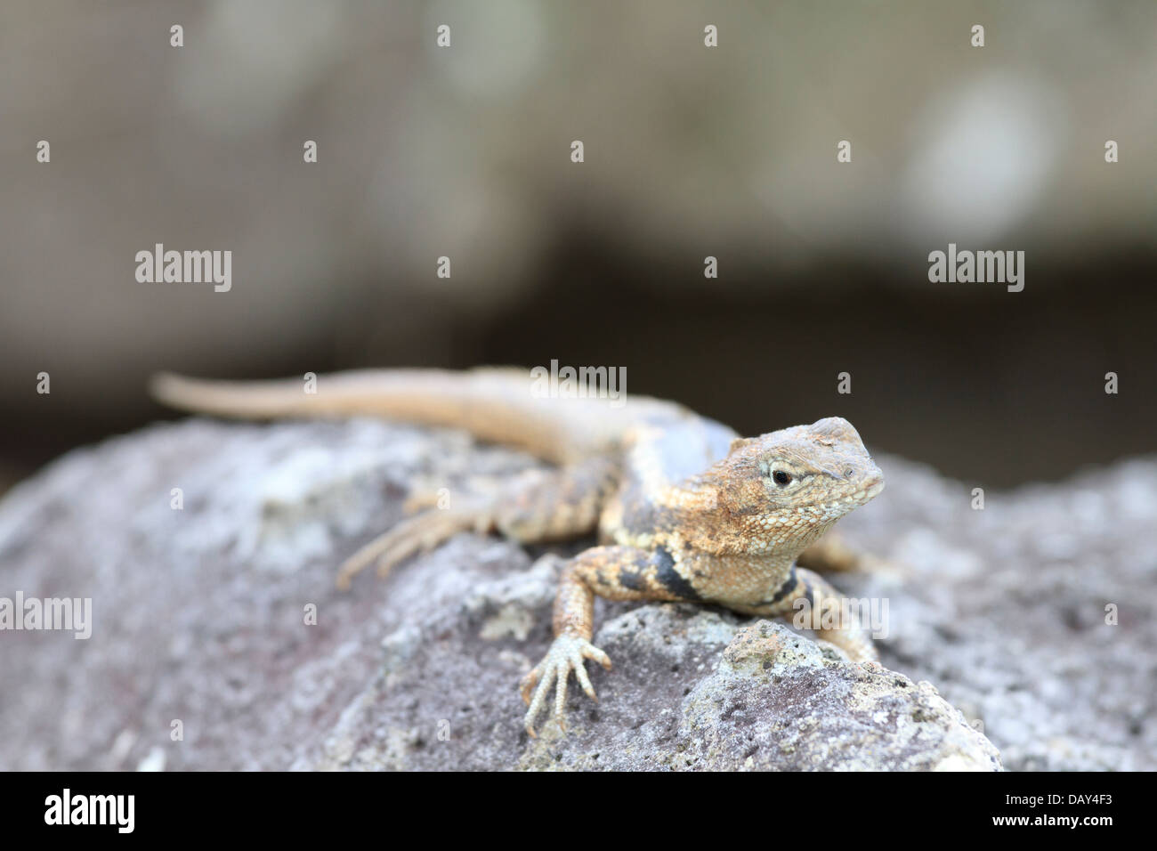 Galapagos Lucertola di lava, Microlophus, San Cristobal Island, Isole Galapagos, Ecuador Foto Stock