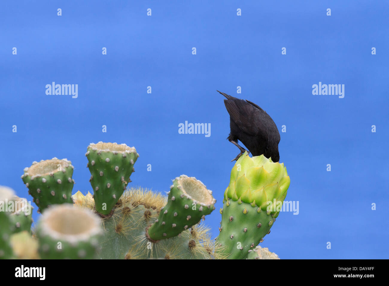 Grandi cactus Finch, Geospiza conirostris, San Cristobal Island, Isole Galapagos, Ecuador Foto Stock