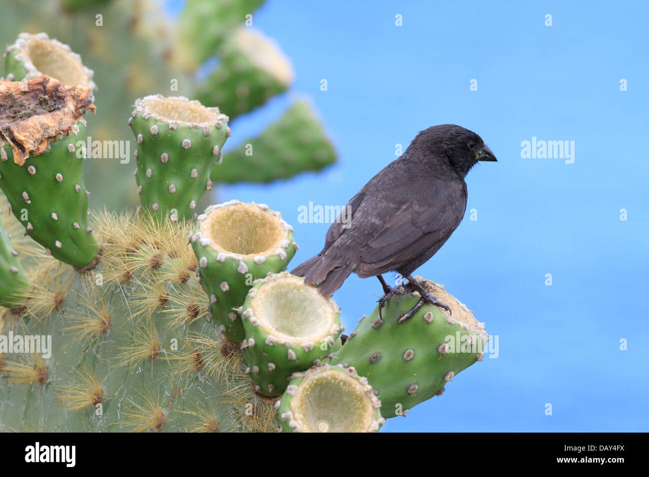 Grandi cactus Finch, Geospiza conirostris, San Cristobal Island, Isole Galapagos, Ecuador Foto Stock