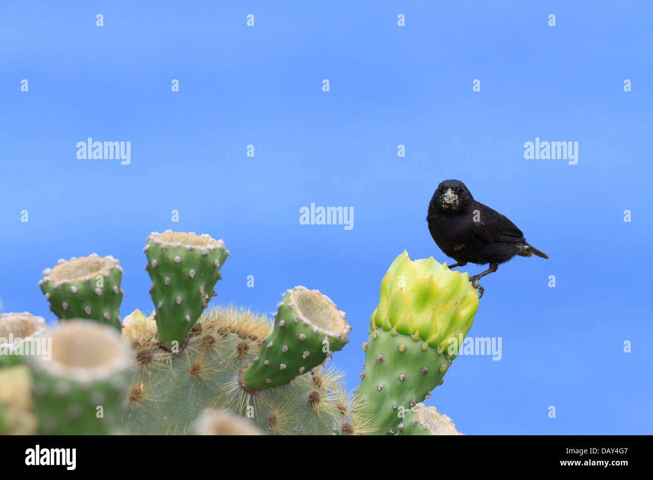 Grandi cactus Finch, Geospiza conirostris, San Cristobal Island, Isole Galapagos, Ecuador Foto Stock
