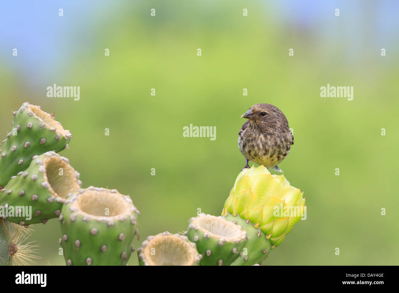 Grandi cactus Finch, Geospiza conirostris, San Cristobal Island, Isole Galapagos, Ecuador Foto Stock