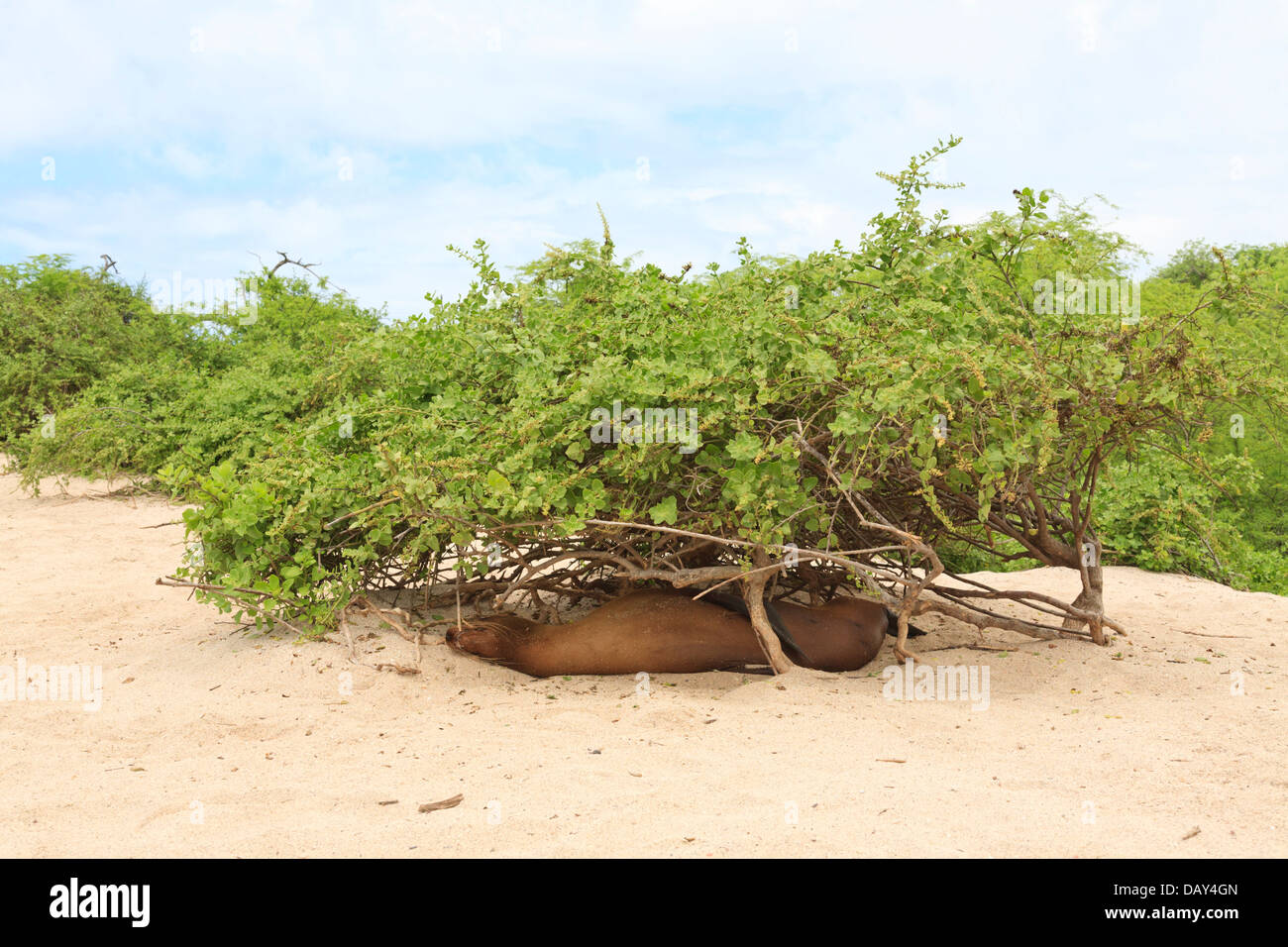 Le Galapagos Sea Lion, Zalophus wollebaeki, La Loberia, Spiaggia, San Cristobal Island, Isole Galapagos, Ecuador Foto Stock