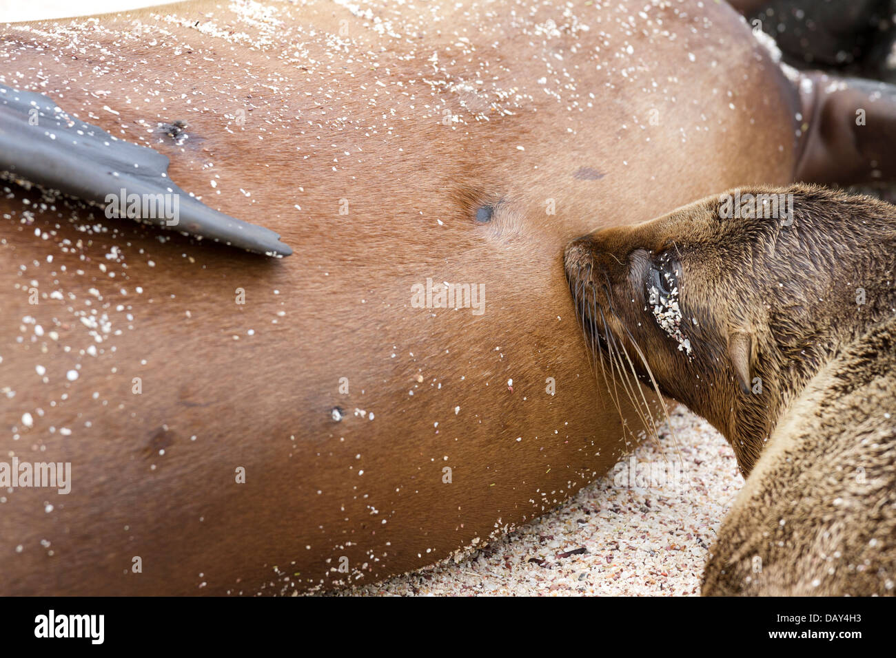 Le Galapagos Sea Lion con pup, Zalophus wollebaeki, La Loberia, Spiaggia, San Cristobal Island, Isole Galapagos, Ecuador Foto Stock
