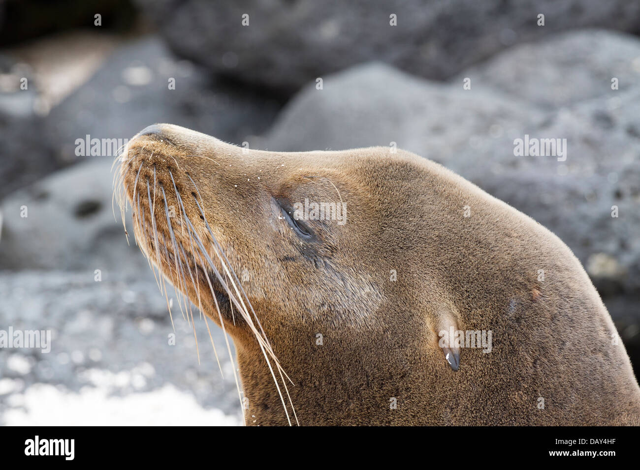 Le Galapagos Sea Lion, Zalophus wollebaeki, La Loberia, Spiaggia, San Cristobal Island, Isole Galapagos, Ecuador Foto Stock