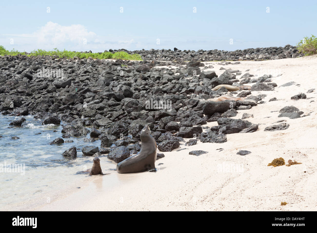 Le Galapagos Sea Lion con pup, Zalophus wollebaeki, La Loberia, Spiaggia, San Cristobal Island, Isole Galapagos, Ecuador Foto Stock