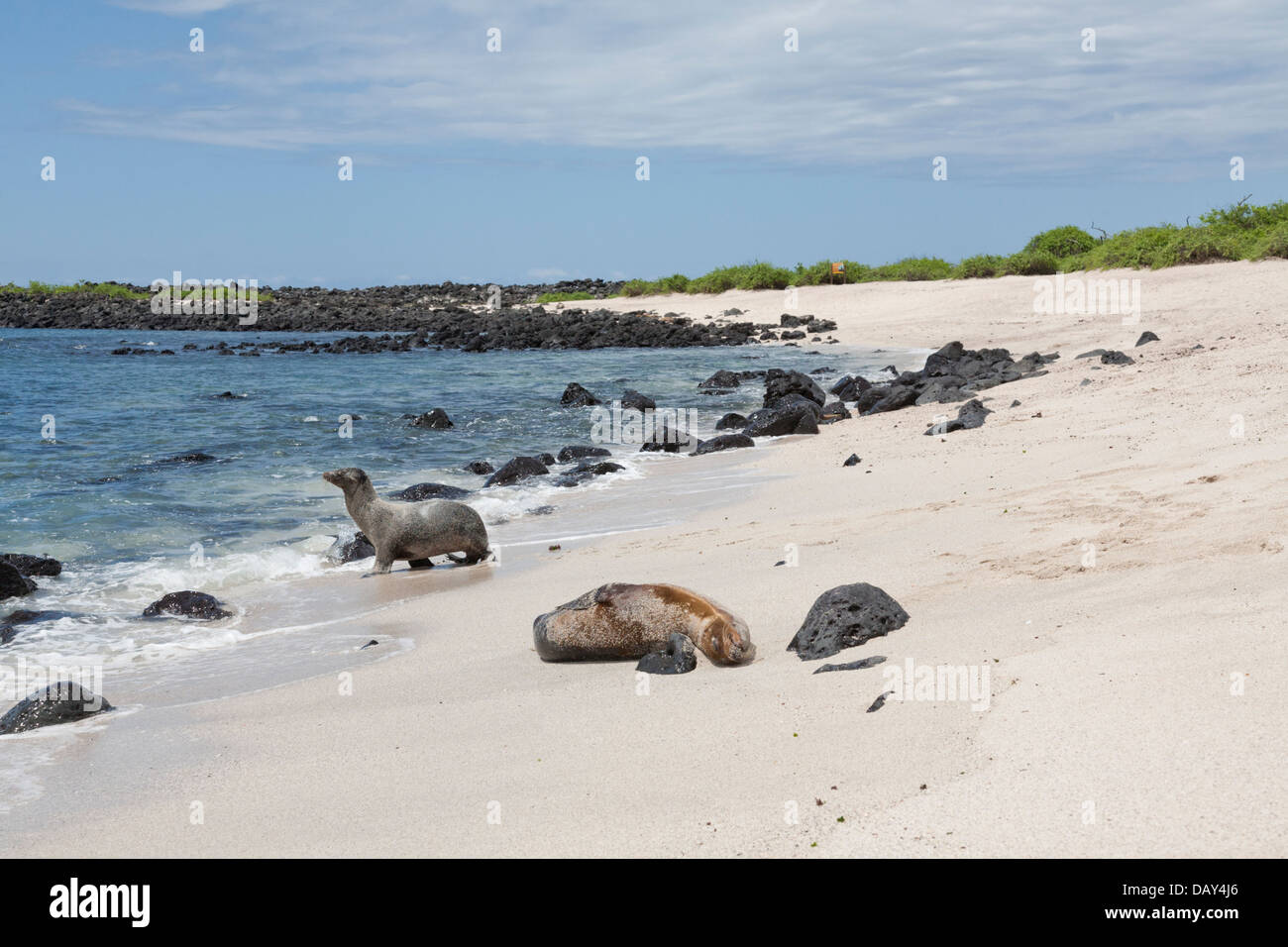 Le Galapagos Sea Lion, Zalophus wollebaeki, La Loberia, Spiaggia, San Cristobal Island, Isole Galapagos, Ecuador Foto Stock