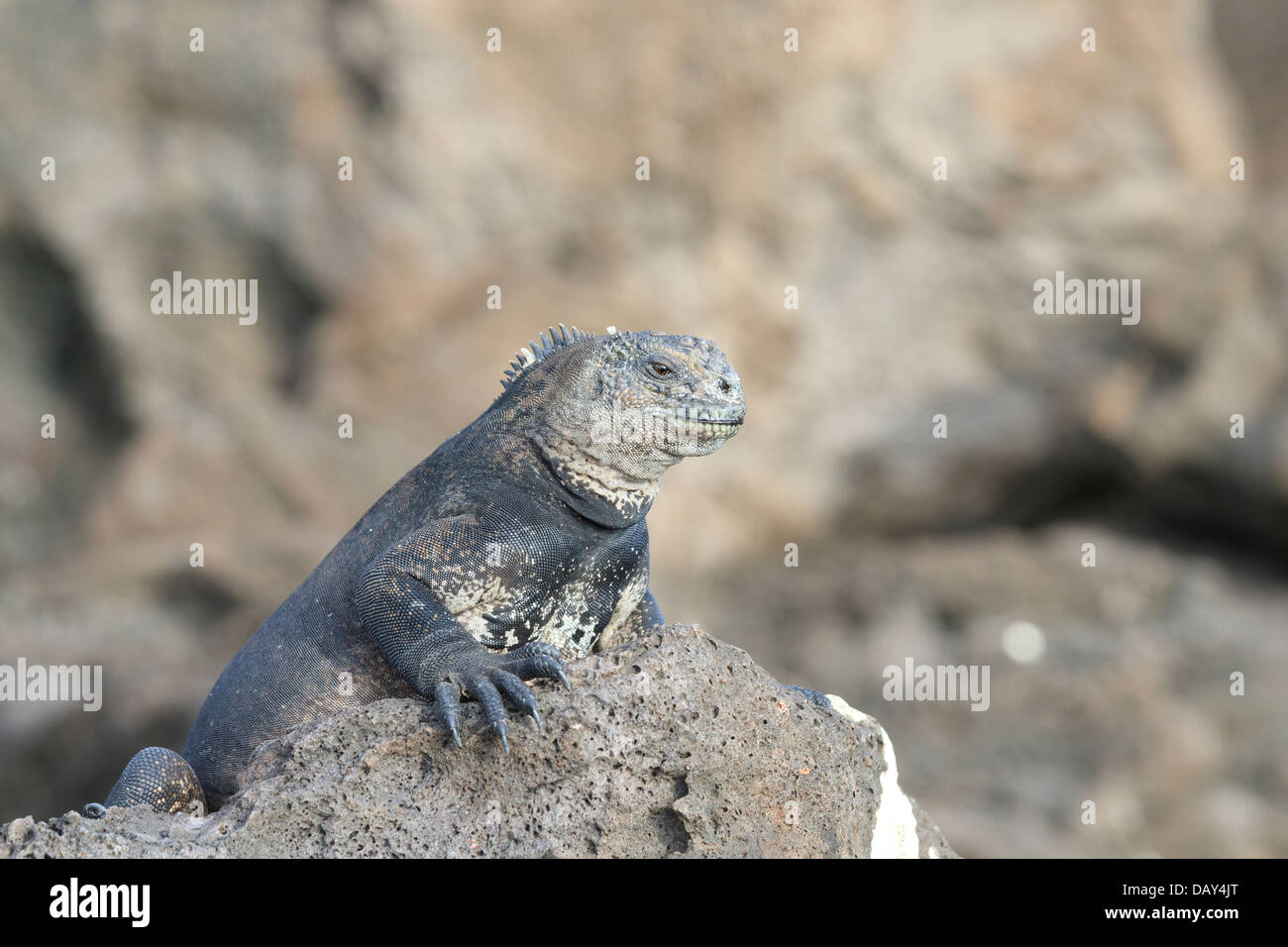 Marino, Iguana Amblyrhynchus cristatus, San Cristobal Island, Isole Galapagos, Ecuador Foto Stock