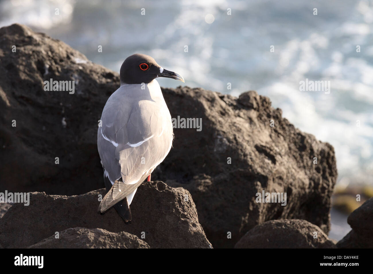 Swallow-tailed Gull, Creagrus furcatus, San Cristobal Island, Isole Galapagos, Ecuador Foto Stock