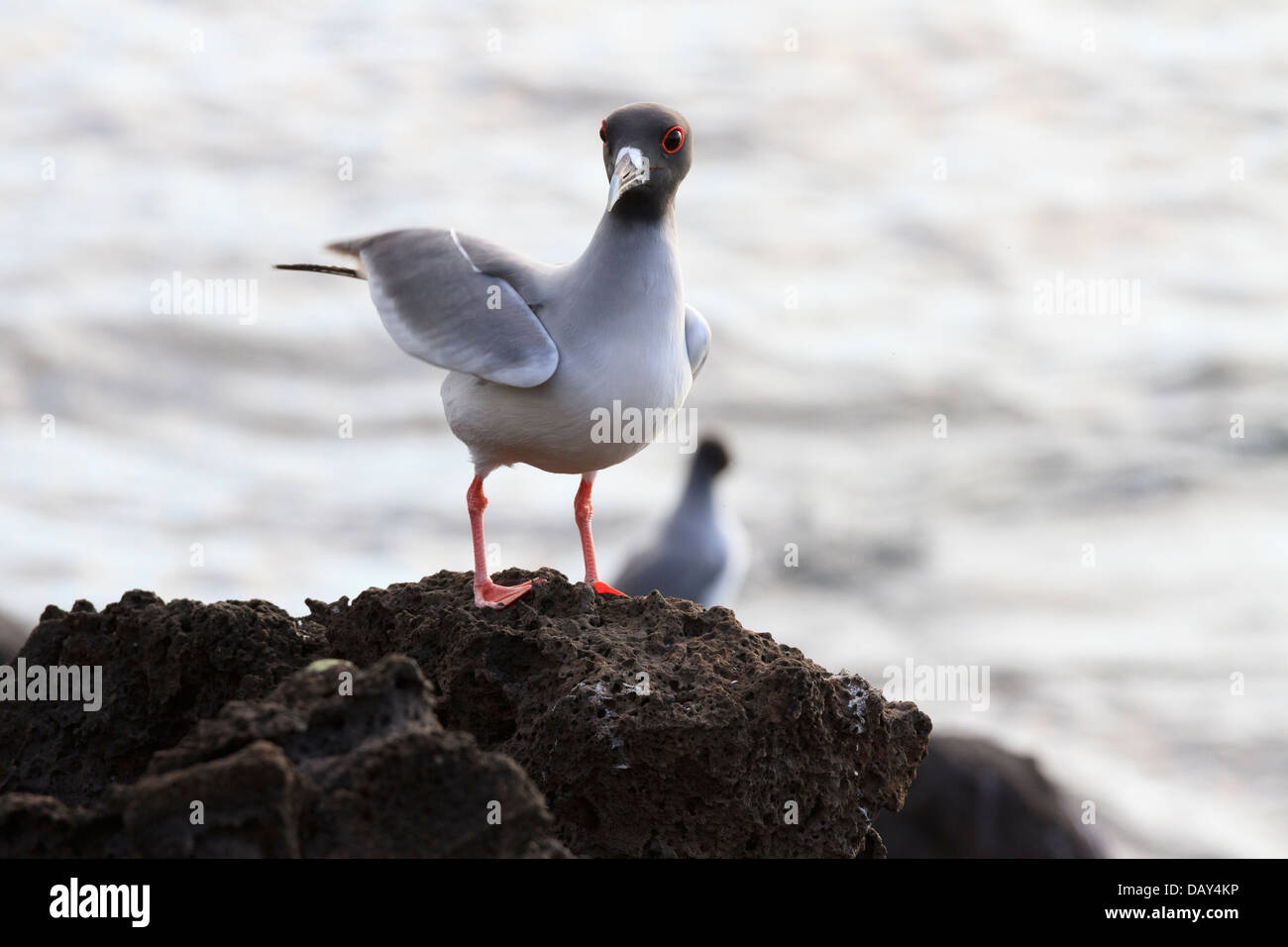 Swallow-tailed Gull, Creagrus furcatus, San Cristobal Island, Isole Galapagos, Ecuador Foto Stock