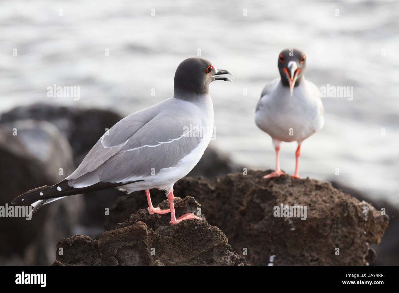 Swallow-tailed Gull, Creagrus furcatus, San Cristobal Island, Isole Galapagos, Ecuador Foto Stock