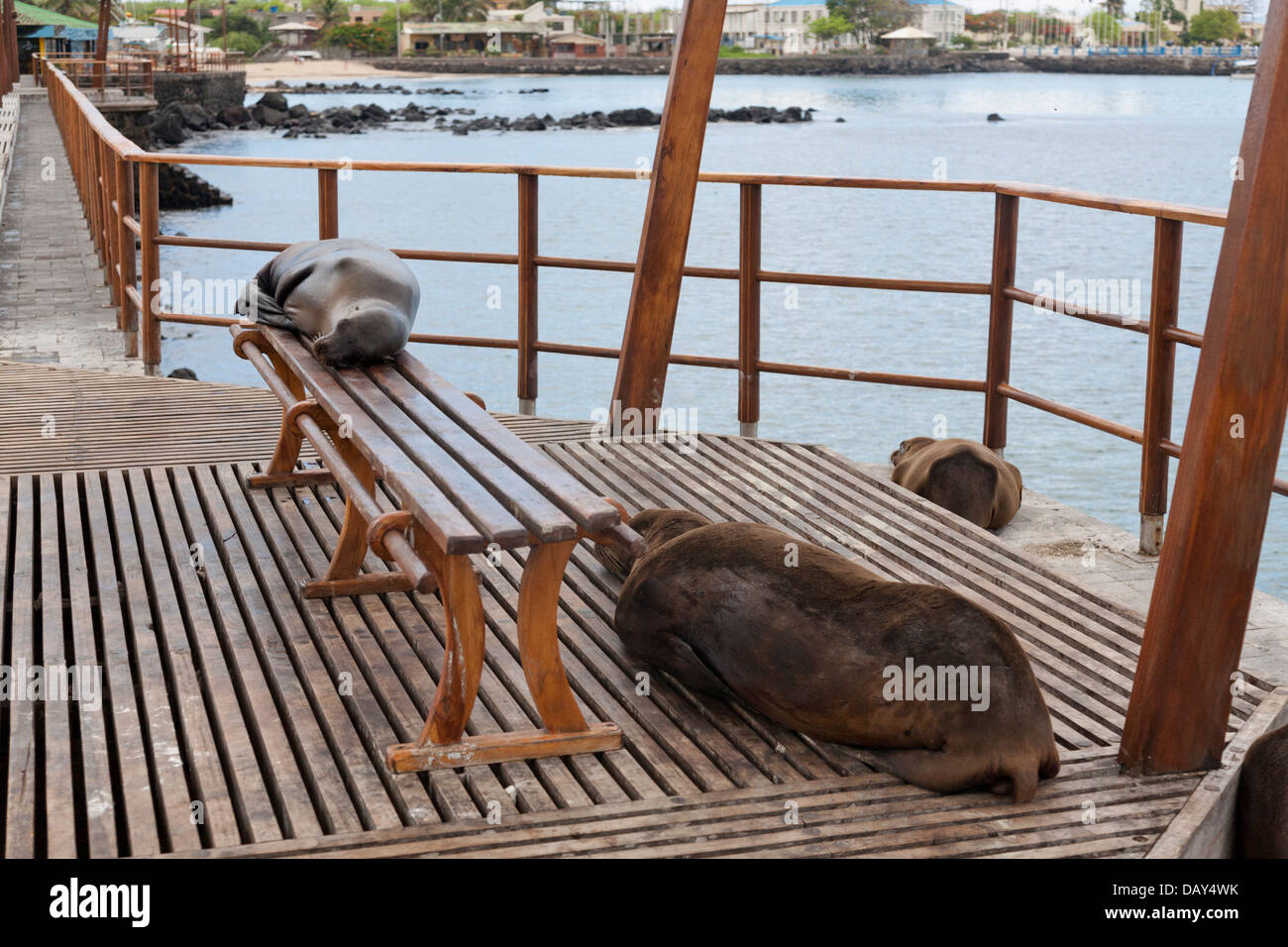 Sea Lion dormire sul banco, Puerto Baquerizo Moreno, San Cristobal Island, Isole Galapagos, Ecuador Foto Stock