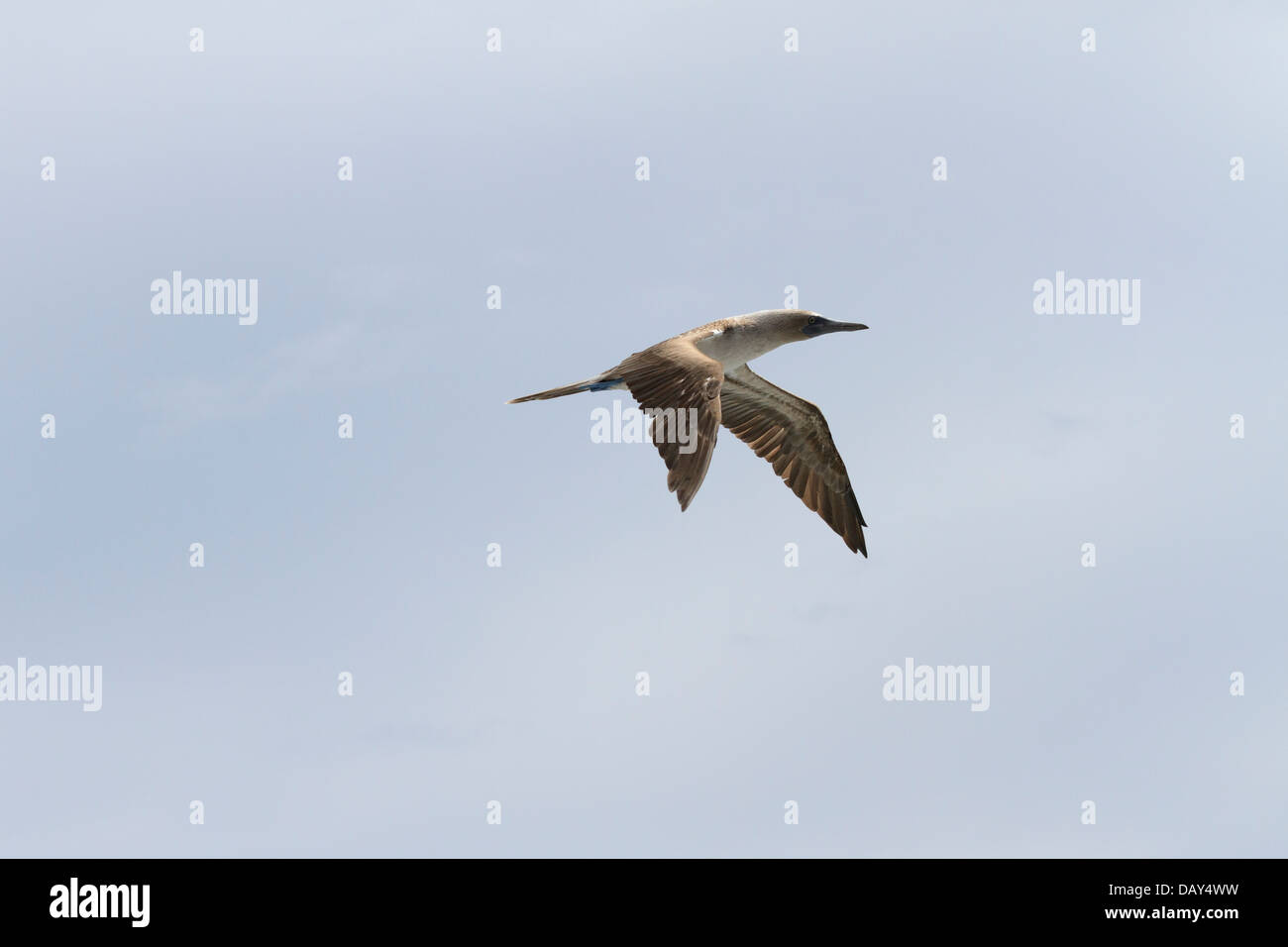 Blu-footed Booby, Sula nebouxii, San Cristobal Island, Isole Galapagos, Ecuador Foto Stock