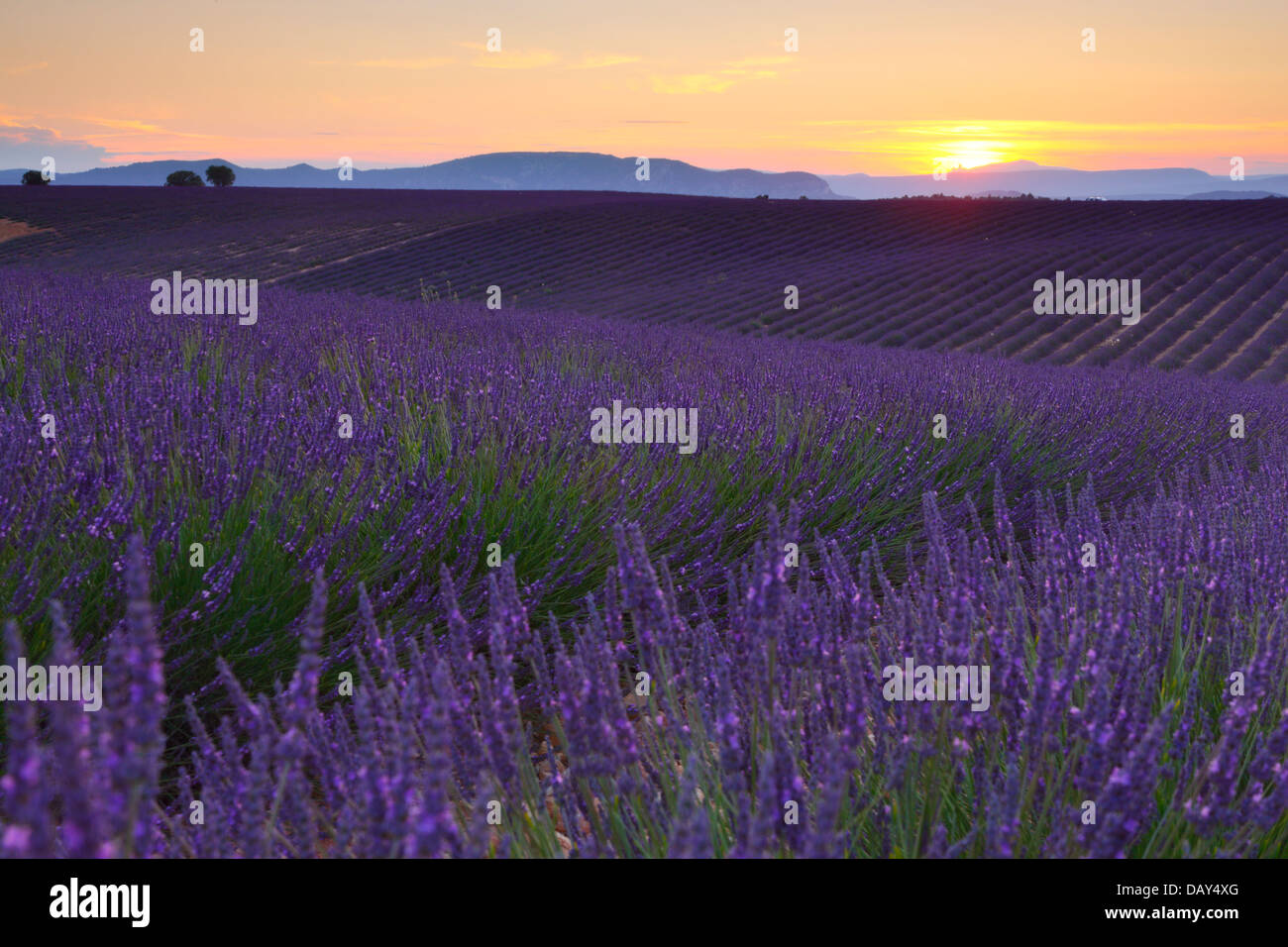 Lavanda tramonto natura paesaggio. Valensole, Francia Foto Stock