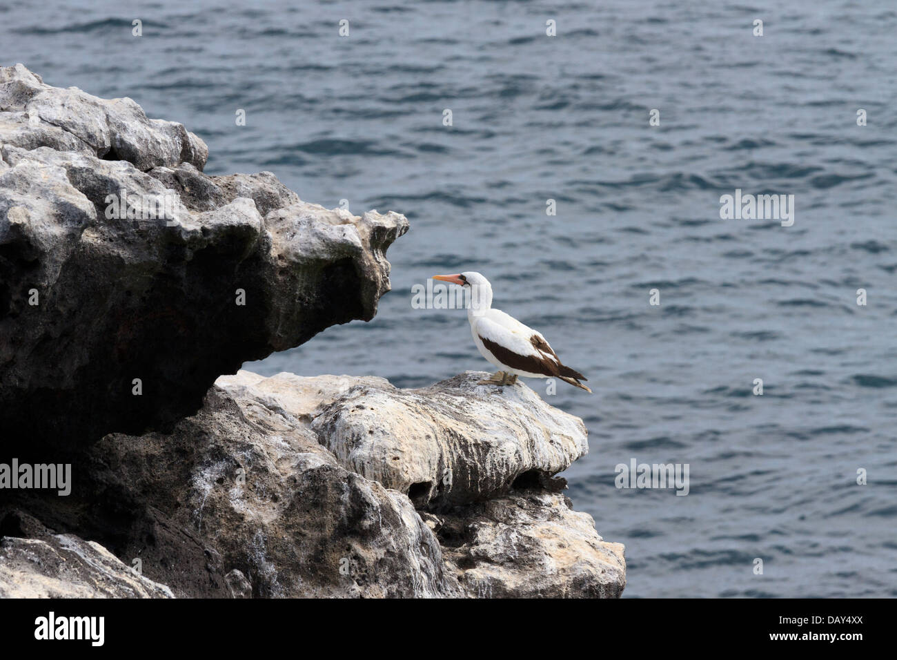 Masked Booby, Sula dactylatra, San Cristobal Island, Isole Galapagos, Ecuador Foto Stock