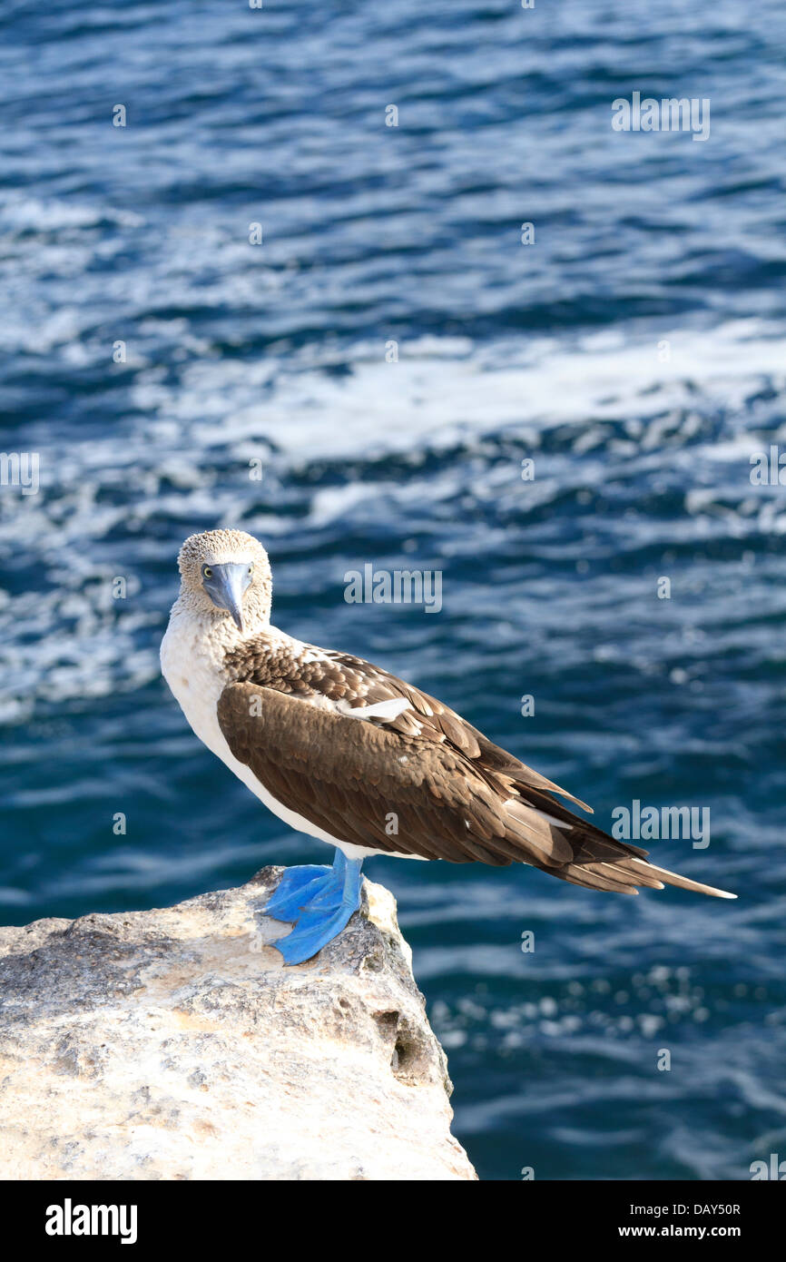 Blu-footed Booby, Sula nebouxii, San Cristobal Island, Isole Galapagos, Ecuador Foto Stock