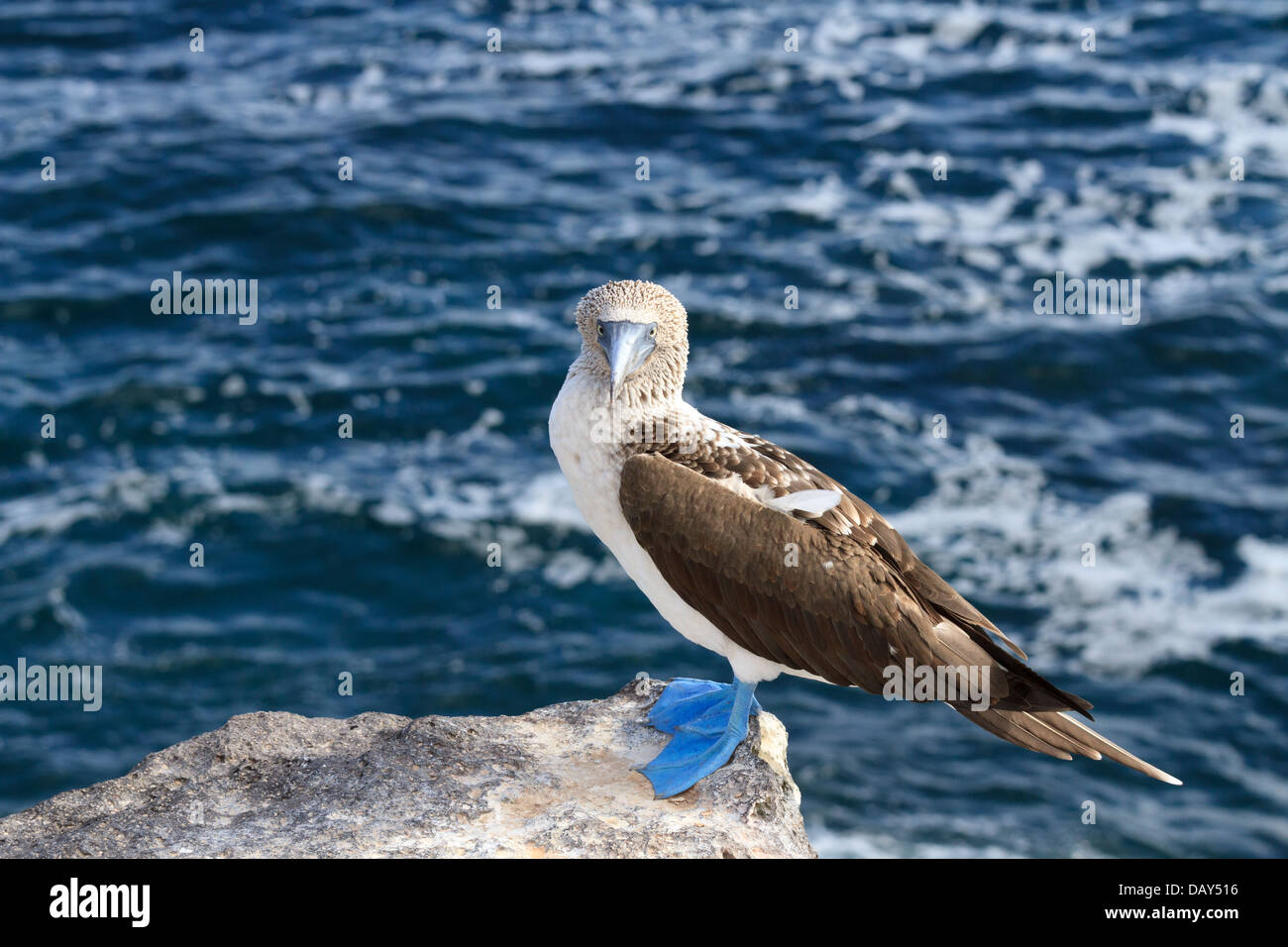 Blu-footed Booby, Sula nebouxii, San Cristobal Island, Isole Galapagos, Ecuador Foto Stock