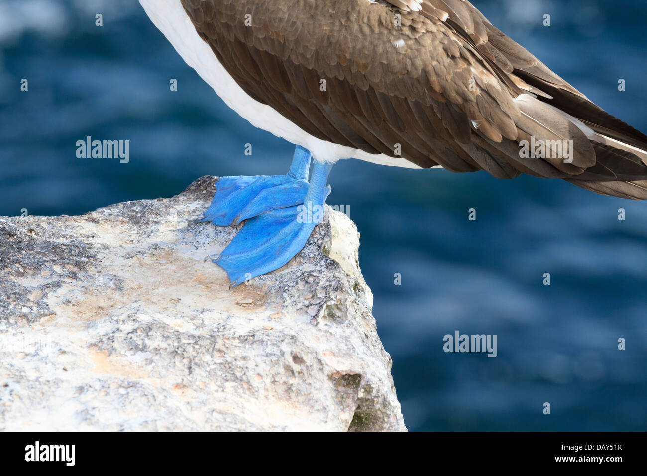 Blu-footed Booby, Sula nebouxii, San Cristobal Island, Isole Galapagos, Ecuador Foto Stock