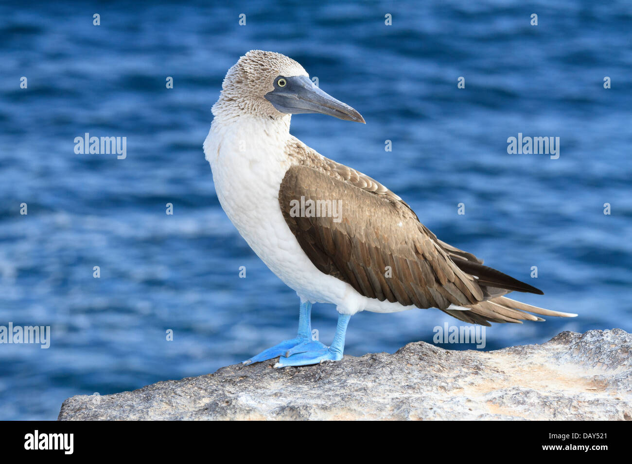 Blu-footed Booby, Sula nebouxii, San Cristobal Island, Isole Galapagos, Ecuador Foto Stock
