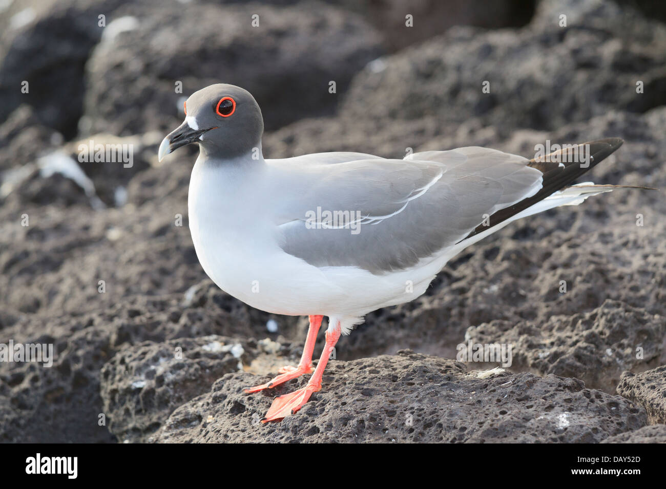 Swallow-tailed Gull, Creagrus furcatus, San Cristobal Island, Isole Galapagos, Ecuador Foto Stock
