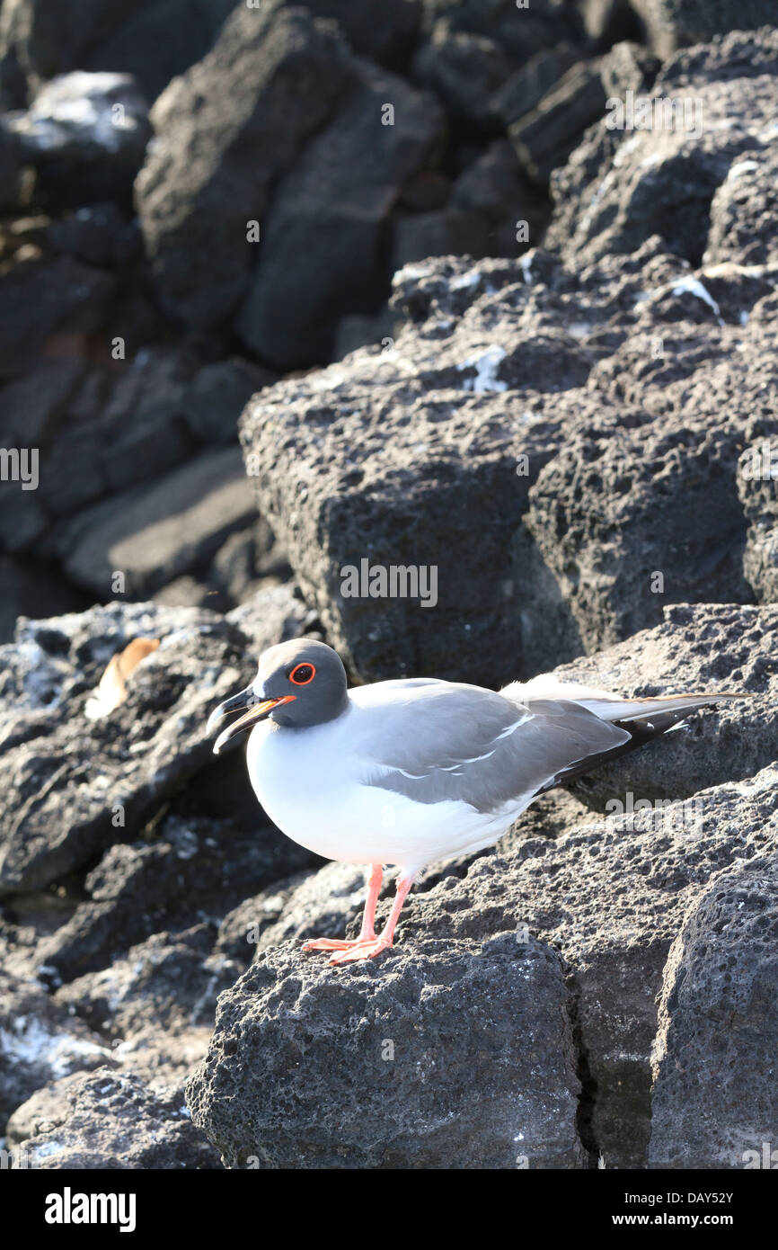 Swallow-tailed Gull, Creagrus furcatus, San Cristobal Island, Isole Galapagos, Ecuador Foto Stock