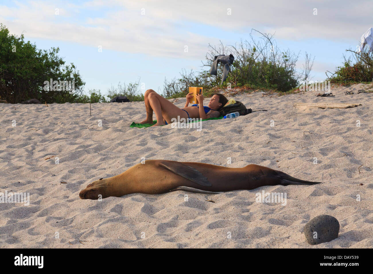 Le Galapagos Sea Lion e turisti, Zalophus wollebaeki, La Loberia, Spiaggia, San Cristobal Island, Isole Galapagos, Ecuador Foto Stock