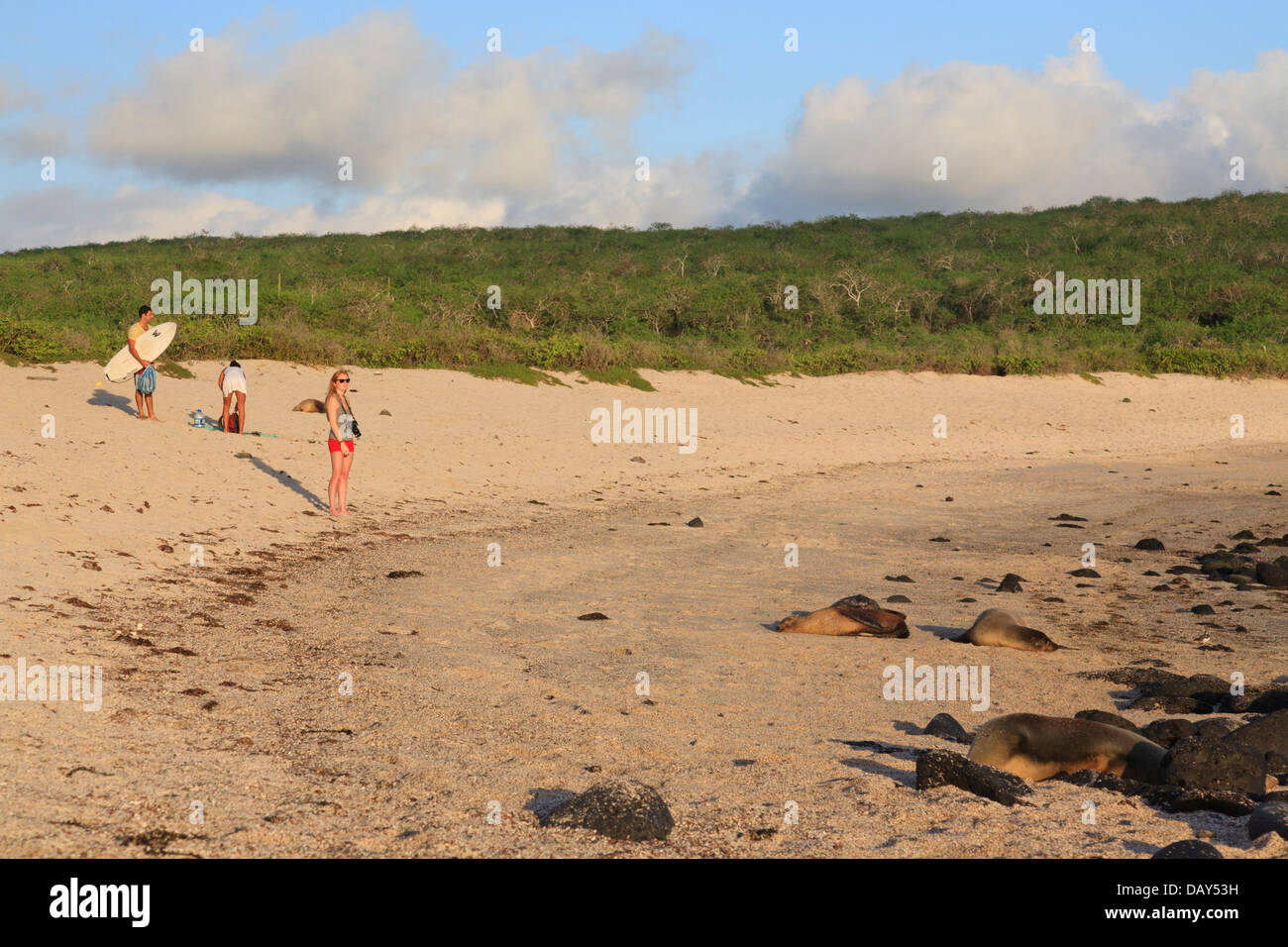 Le Galapagos Sea Lion e turisti, Zalophus wollebaeki, La Loberia, Spiaggia, San Cristobal Island, Isole Galapagos, Ecuador Foto Stock