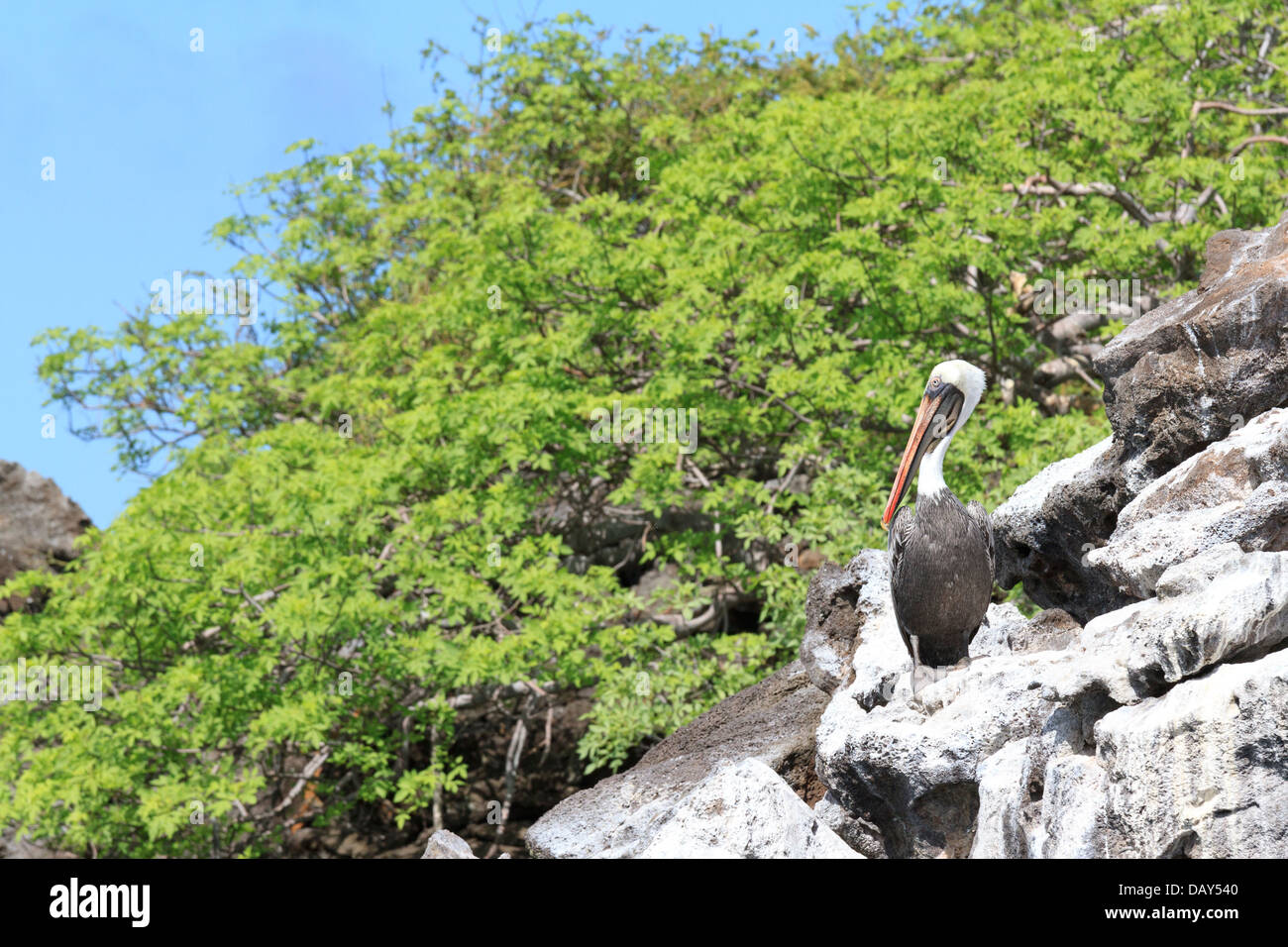 Brown Pelican, Pelecanus occidentalis, San Cristobal Island, Isole Galapagos, Ecuador Foto Stock