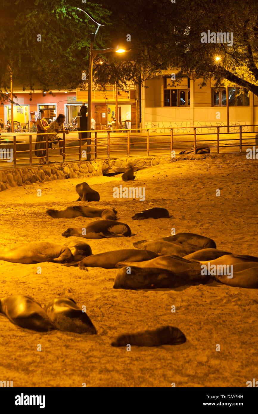 Sea Lion, dormire, Puerto Baquerizo Moreno, San Cristobal Island, Isole Galapagos, Ecuador Foto Stock