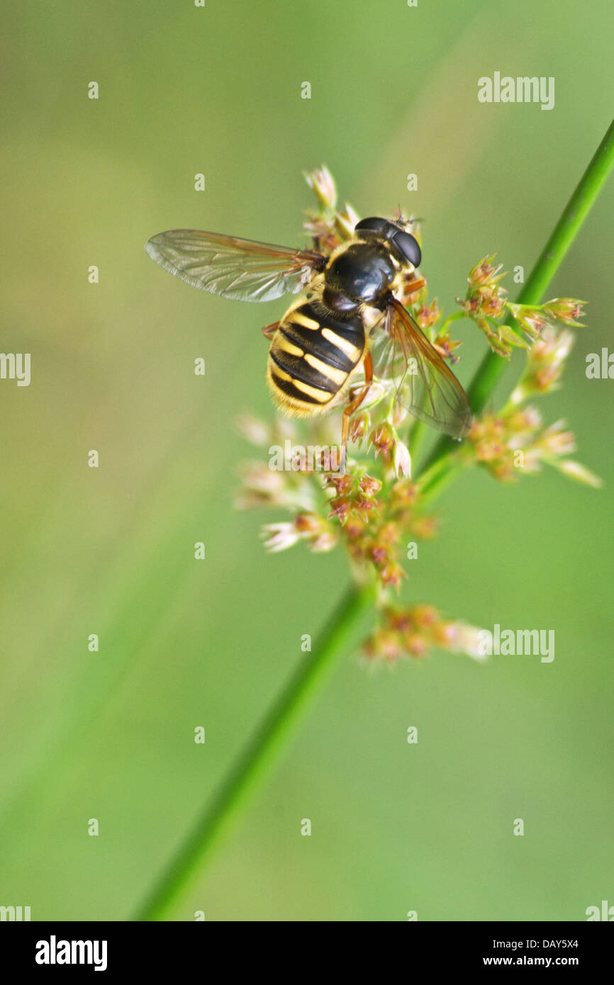 Un hoverfly, Sericomyia silentis, nella foresta di Culbin vicino a Nairn. Foto Stock