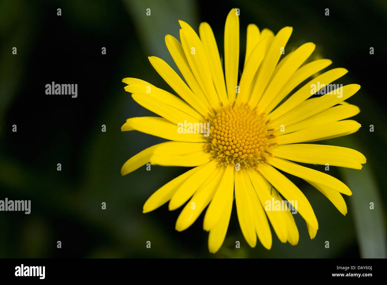 Doronicum orientale crescente di fiori in un giardino inglese. Leopard's Bane fiore. Foto Stock
