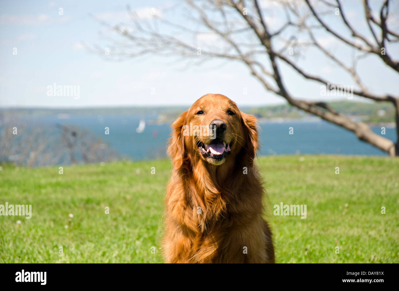 Setter Irlandese cane pronto per giocare a Fort Williams Park, Maine, Stati Uniti d'America Foto Stock