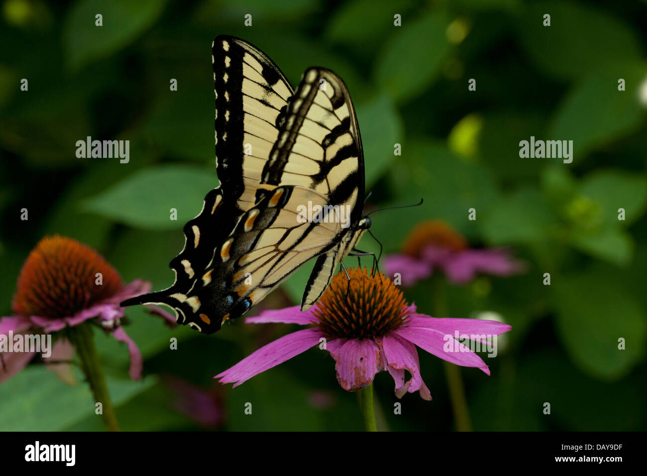 Orientale a coda di rondine di Tiger (Papillo glaucus) butterfly - USA Foto Stock
