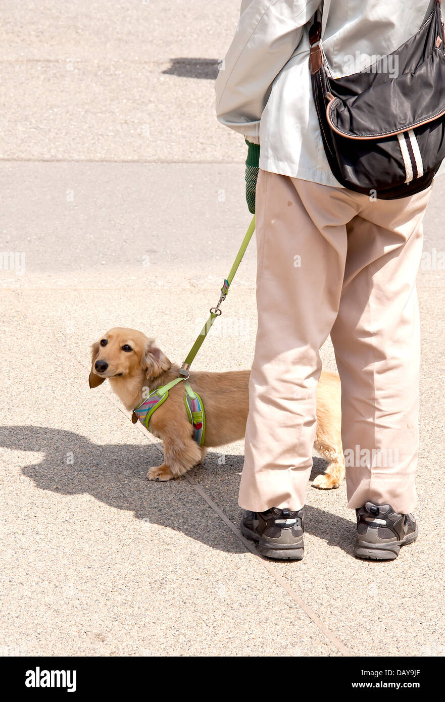 Guardando indietro, Cane con proprietario sulla strada. Foto Stock