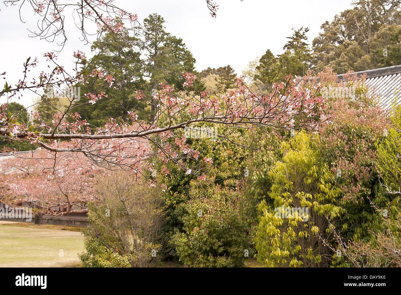 Sakura ramo e fioriture dei fiori sbocciano i fiori su sfondo cielo Foto Stock