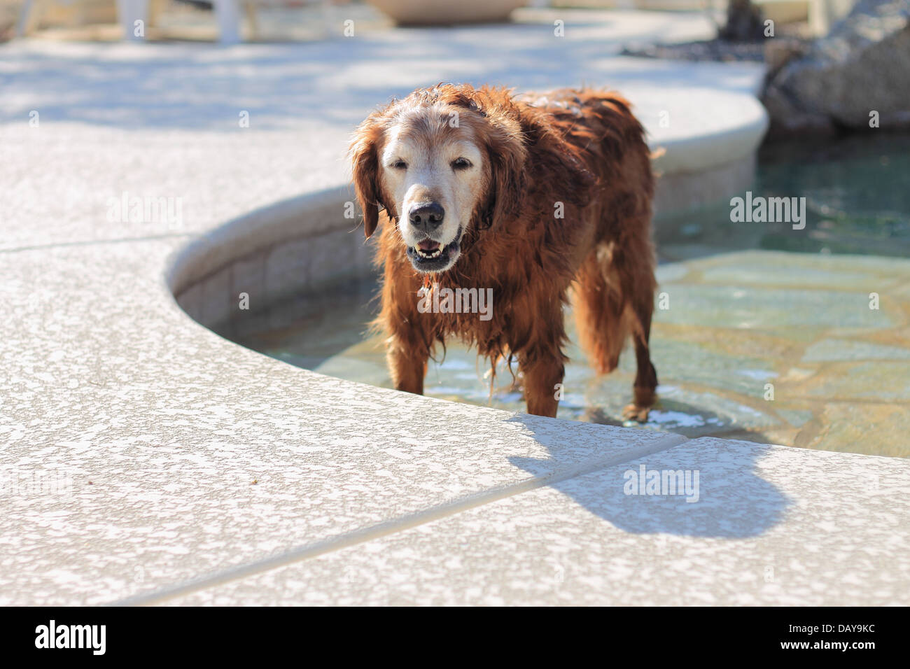 Femmina Senior golden retriever uscendo dalla piscina Foto Stock