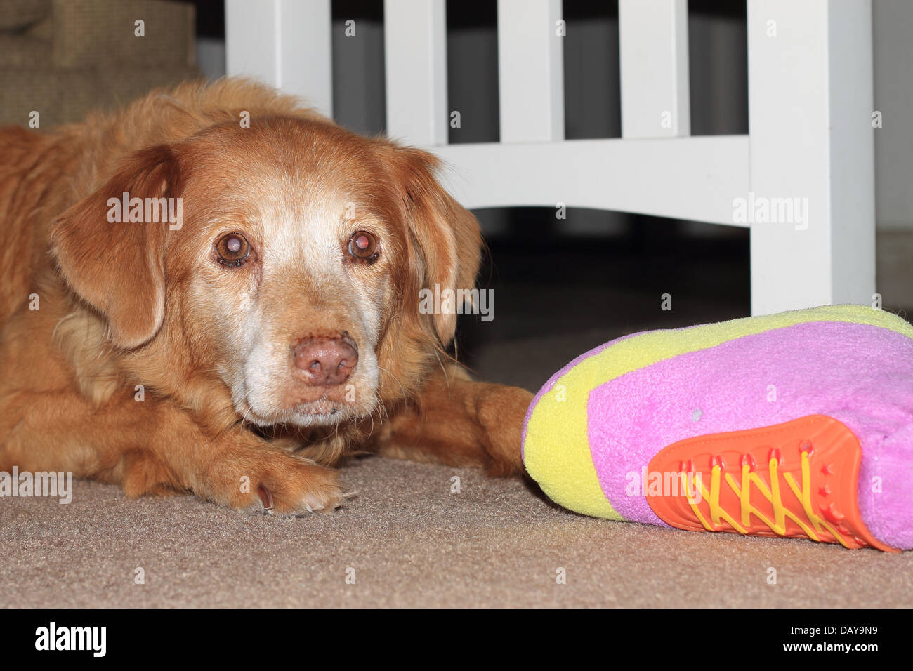 Femmina di Nova Scotia Duck Tolling Retriever con il suo giocattolo. Foto Stock