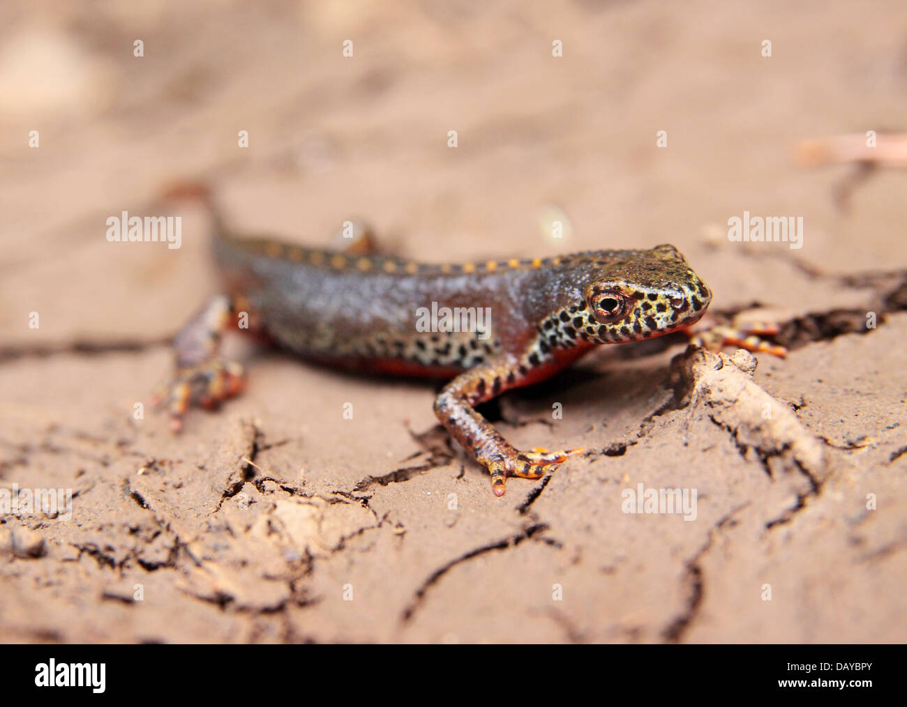 Il tritone alpestre su terra Foto Stock