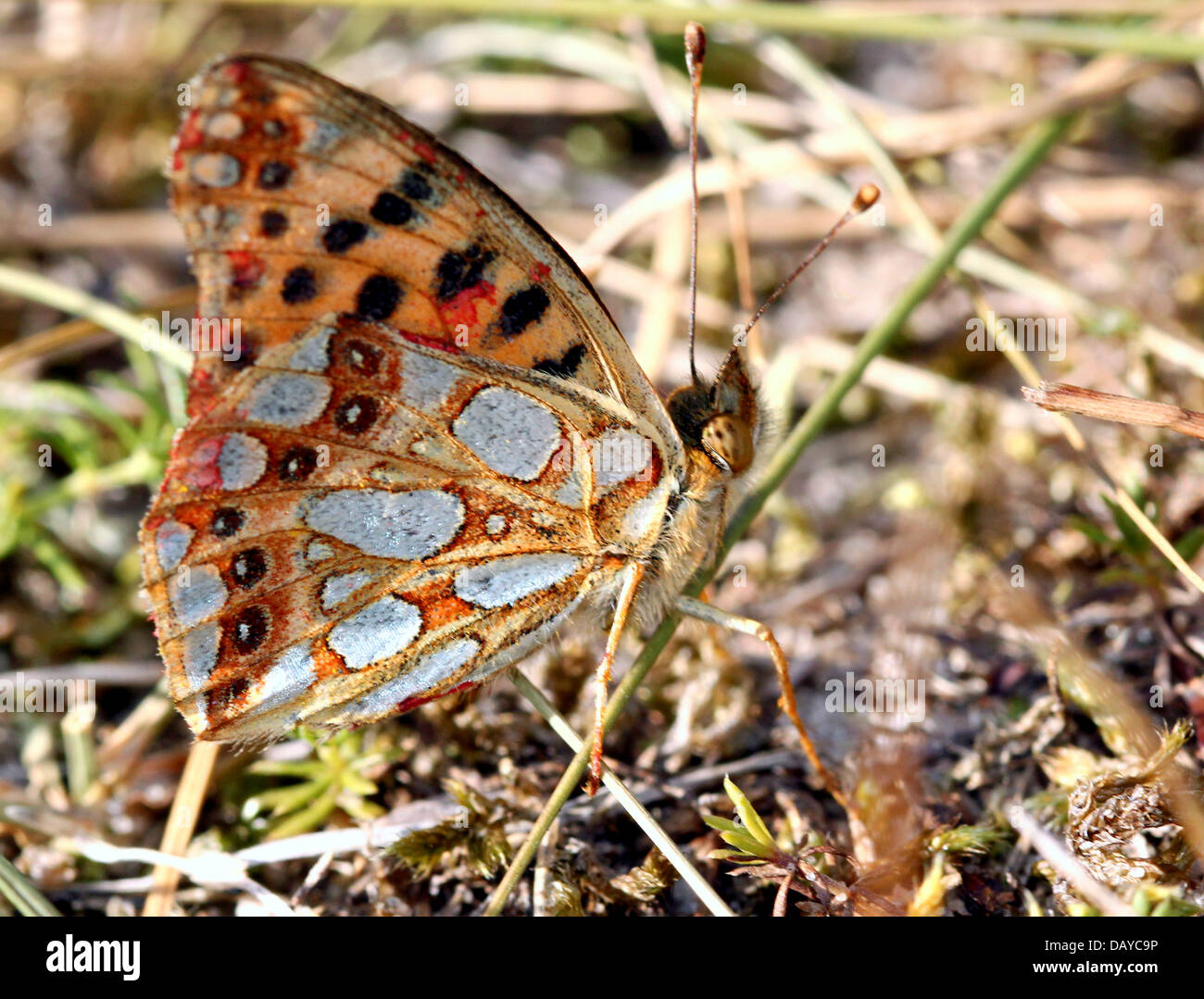 Close-up di una regina di Spagna Fritillary butterfly (Issoria lathonia) Foto Stock