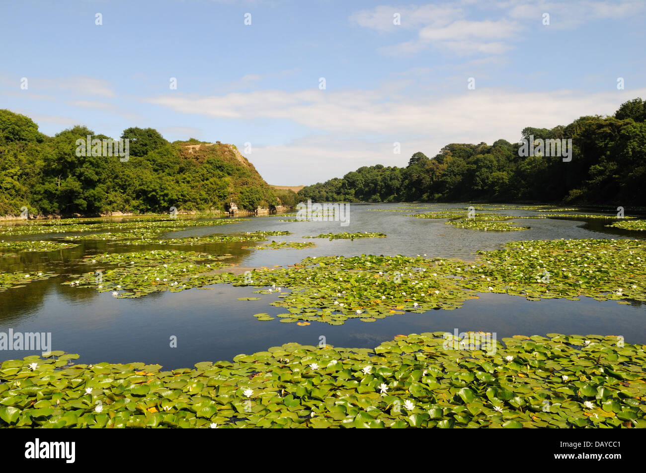 Bosherston stagni di fior di loto lago Stackpole Pembrokeshire Wales Cymru REGNO UNITO GB Foto Stock